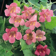 Pink Bloom Asarina Seeds