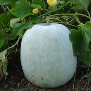 White Wax Gourd Seeds