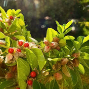 Ashwagandha Herb Seeds, Withania somnifera Herb Seeds