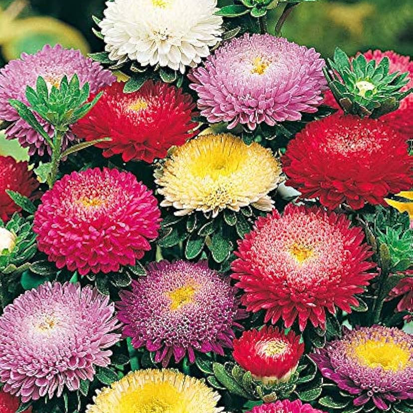 China Aster Seeds - Callistephus chinensis Flower Seeds