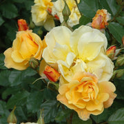 Climbing Autumn Sunset Rose Seeds