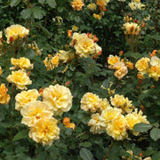 Climbing Autumn Sunset Rose Seeds