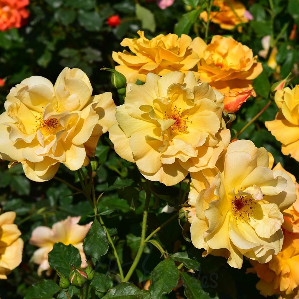 Climbing Autumn Sunset Rose Seeds