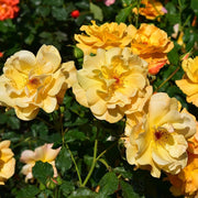 Climbing Autumn Sunset Rose Seeds