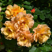 Climbing Autumn Sunset Rose Seeds