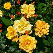 Climbing Autumn Sunset Rose Seeds