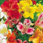 Mixed Colors Alstroemeria Seeds