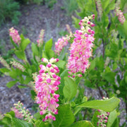 Pink Summersweet Seeds