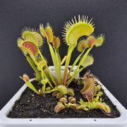 Giant Venus Flytrap Seeds