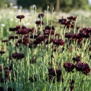 Black Ball Dark Maroon Bachelor Buttons Seeds