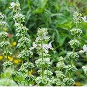 Tulsi Temperate Basil Seeds, Herbal
