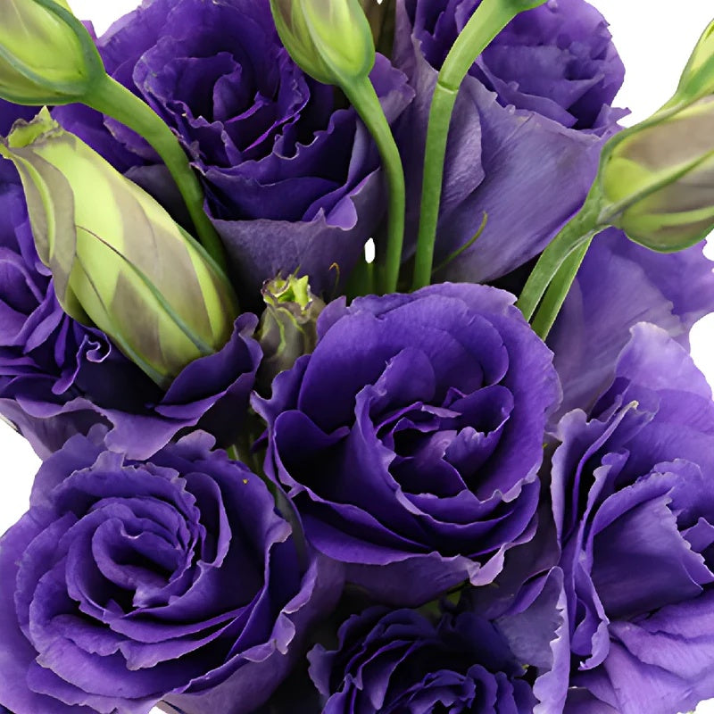 Long Lasting Lisianthus Seeds