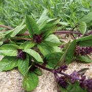 Cinnamon Basil Seeds, Herbal