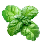 Lettuce Leaf Basil Seeds, Herbal
