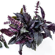 Purple Ruffles Dark Opal Basil Seeds, Herbal