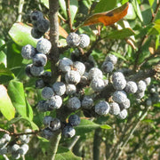 Myrica Pennsylvanica Bayberry Seeds