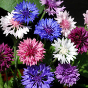 Polka Dot Mix Bachelor Buttons Seeds