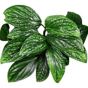 Peru Monstera Seeds, Herbal