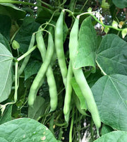 Blue Lake Pole Bean Seeds