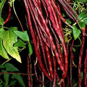 Red Noodle Bean Seeds
