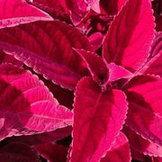 Red Coleus Seeds