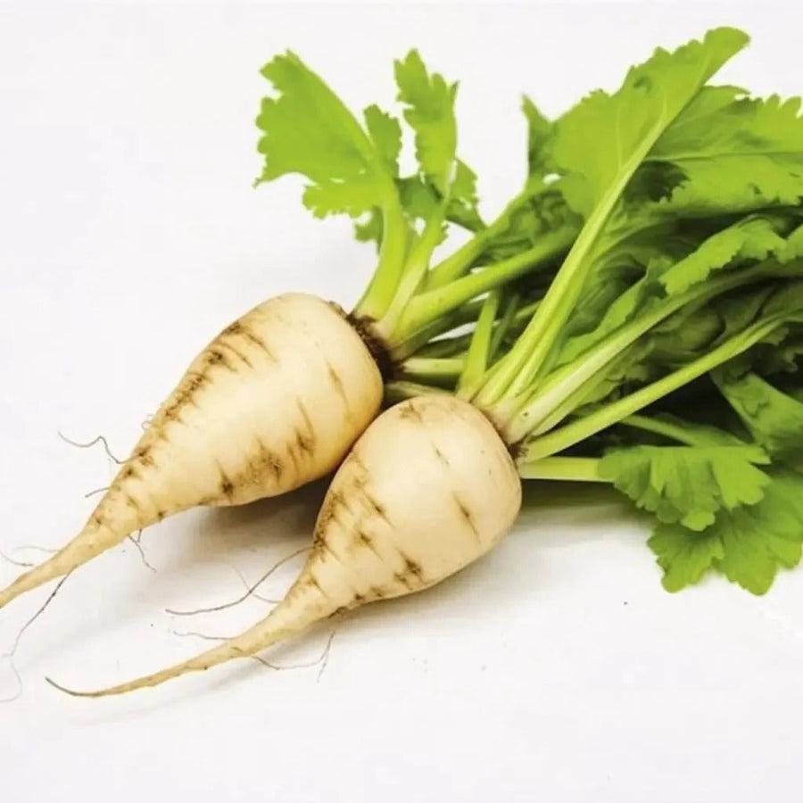 White Sugar Beet Seeds