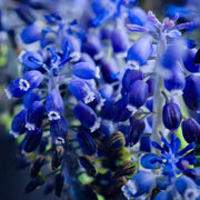 Blossoms Blue False Indigo Seeds