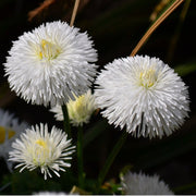 English Daisy Seeds, Bellis perennis Flower Seeds
