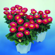 Galaxy Rose Bellis Perennis Seeds