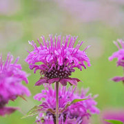 Lemon Bergamot Seeds - Herbal Seeds
