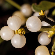 White Mistletoe Seeds, Herbal