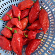 Bhut Jolokia Ghost Pepper Seeds