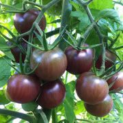 Black Cherry Tomato Seeds
