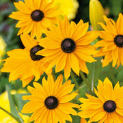 Marmalade Rudbeckia Seeds