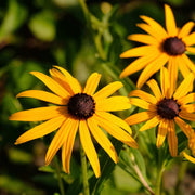 Marmalade Rudbeckia Seeds