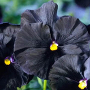 Pansy Black Pezzi Halloween II Seeds