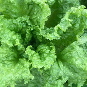 Heirloom Lettuce Seeds