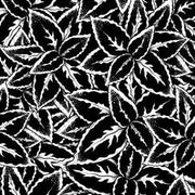Black White Coleus Seeds