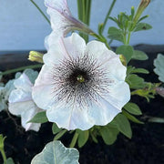 Petunia Seeds, Black and White