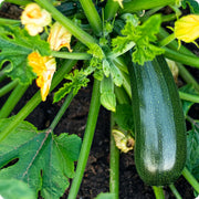 Zucchini Seeds – Cucurbita pepo