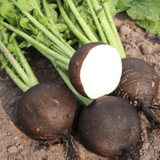 Grey Radish Seeds