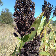 Black Sorghum Seeds