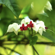 Vine Clerodendrum Thomsoniae Seeds