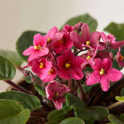 Pink African Violet Seeds