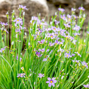 Perennial Blue-Eyed Seeds
