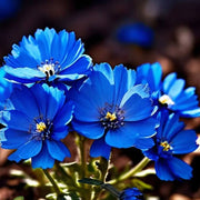 Blue Indigo Marigold Seeds