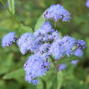 Conoclinium coelestinum Mistflower Seeds