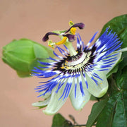Purple Passion Vine Seeds
