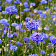Deep Purple Bachelor Buttons Seeds