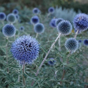 Blue Wildflower Globe Thistle Seeds